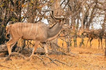Kudu antelope roaming freely in the dry savanna of Botswana's national park during the warm afternoon hours