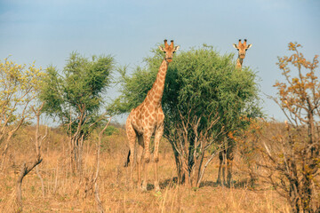 Two giraffes roaming the savannah landscape in Botswana's National Park during a sunny afternoon