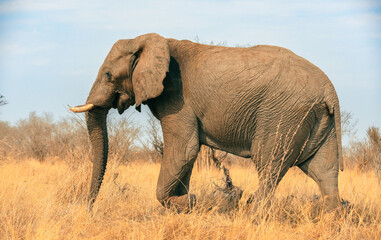 Fototapeta premium Majestic elephant roaming through the golden grasslands of Botswana's national park at sunset