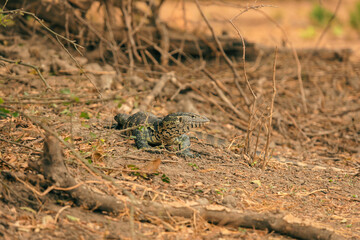 A lizard rests on the ground amidst dry foliage in a national park in Botswana during the warm afternoon hours