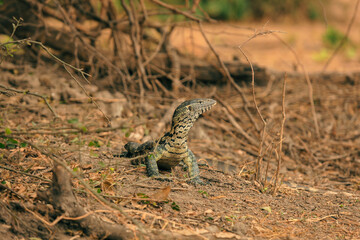 A curious monitor lizard explores the dry terrain of a national park in Botswana during golden hour