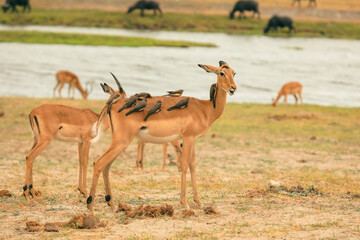Wildlife interactions in a Botswana national park featuring antelopes and birds during a sunny afternoon