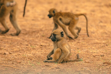 Young baboon resting in a national park in Botswana while others play nearby during a warm afternoon