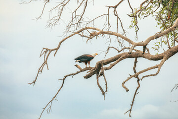 A majestic eagle perched on a bare branch in a serene Botswana national park during a tranquil afternoon