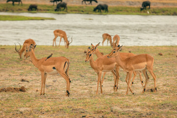 Antelopes grazing near a river in a national park in Botswana during the afternoon light, capturing the essence of wildlife