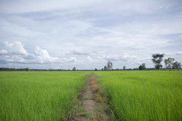 Green rice fields landscape with sky