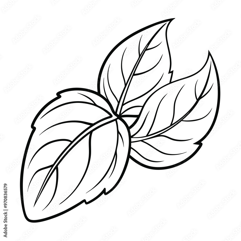 Wall mural basil leaf clip art, vector illustration on white background.