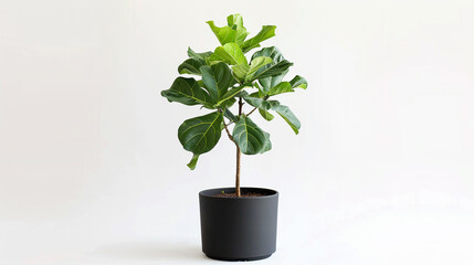 Fiddle Fig tree in a minimalist black pot, placed on a pure white background