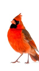 Bright red cardinal on a pure white background, showcasing its vibrant color
