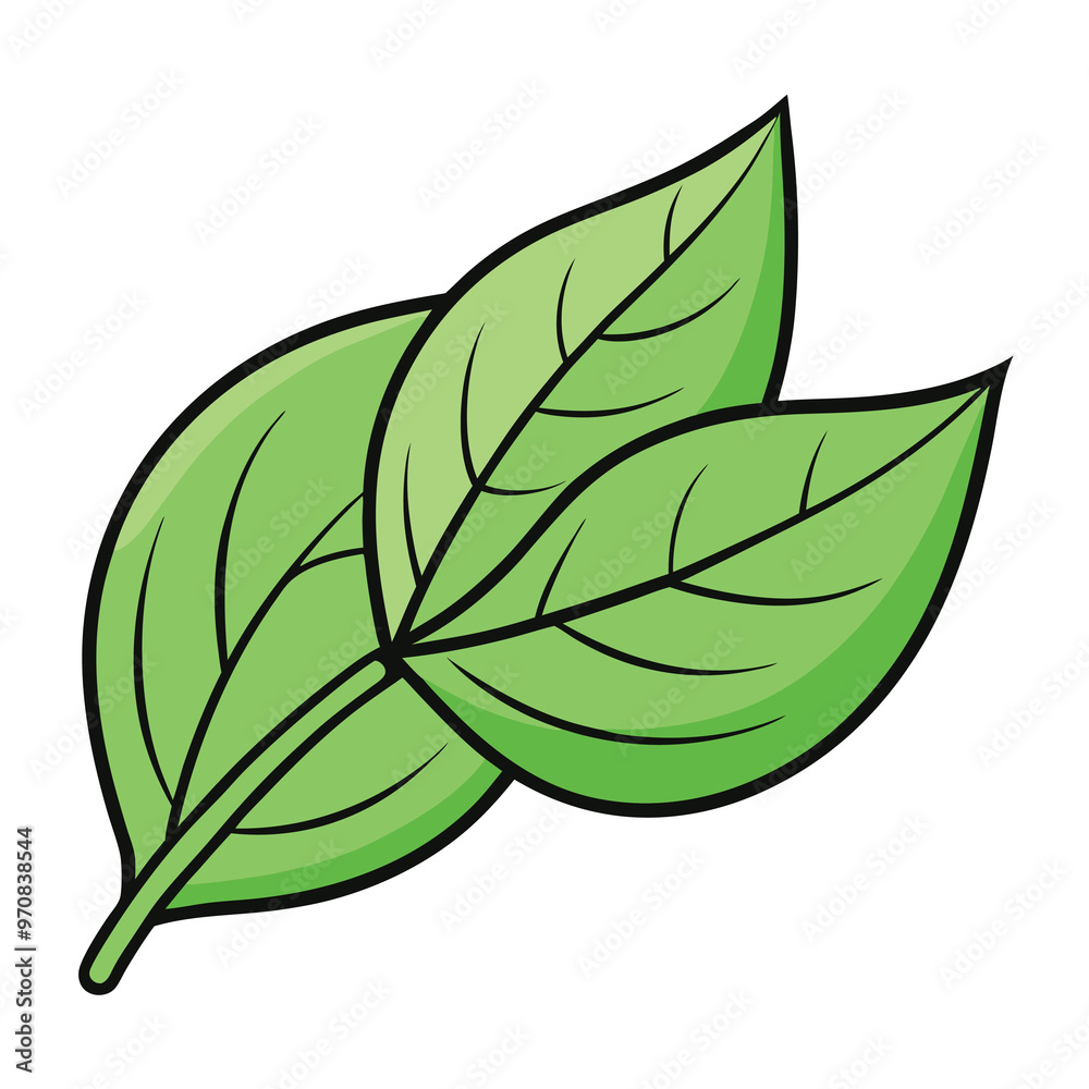 Wall mural Basil leaf clip art, vector illustration on white background.