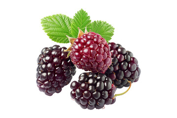 Fresh ripe tayberry or loganberry with green leaves, isolated on a white transparent background. Concept of healthy eating, summer fruits, and organic food