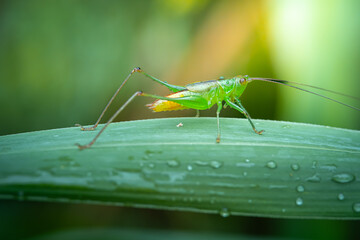 Conocephalus melaenus perched on green leaves