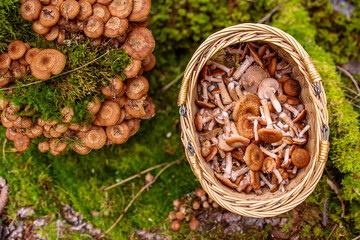A wicker basket full of freshly foraged wild mushrooms beside a cluster growing on a mossy forest floor. An edible Honey agaric, basidiomycete fungus. Stump mushroom, stumpie, pipinky or pinky. 

