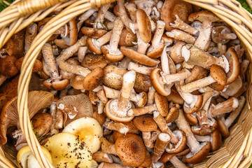 A wicker basket full of freshly foraged wild mushrooms on a Bbasket filled with handpicked edible Honey agaric, basidiomycete fungus. Stump mushroom, stumpie, pipinky or pinky.  Top view pattern