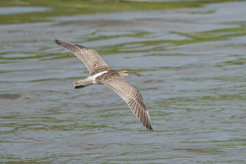 Eurasian Whimbrel in flight over the river. Whimbrel flight close-up shot with open wings and a clear bill view.