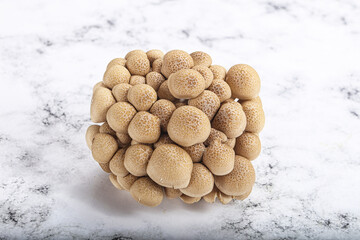 Raw asiam delicacy mushroom Shimeji