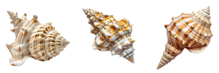 Collection of three seashells with intricate textures and patterns isolated on a white background, png