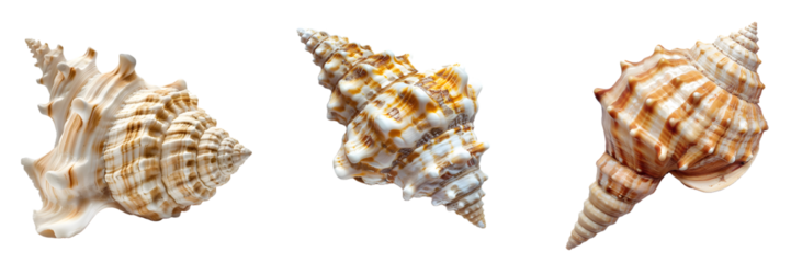 Collection of three seashells with intricate textures and patterns isolated on a white background, png