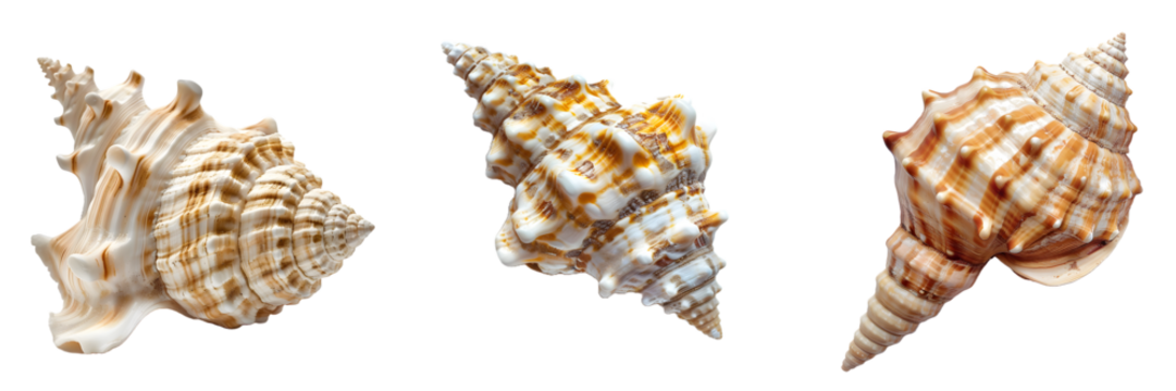 Collection of three seashells with intricate textures and patterns isolated on a white background, png