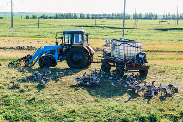 Fototapeta premium Domestic gray geese on a meadow. Gray Geese in the grass, domestic bird, flock of geese