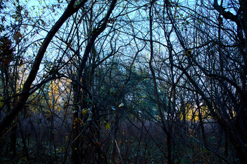 autumn in the dark forest
