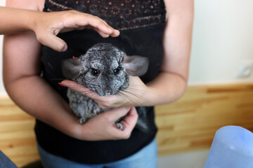 People care for and play with chinchillas.