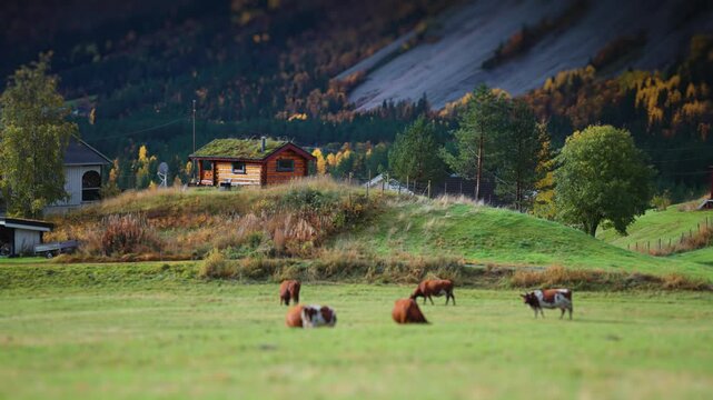 Grazing cows are scattered across a green meadow, with a small hillside cabin and forested backdrop in autumn colours. Darm mountain tower in the background. Parallax video.