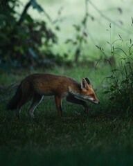 Red fox walking in grassy area