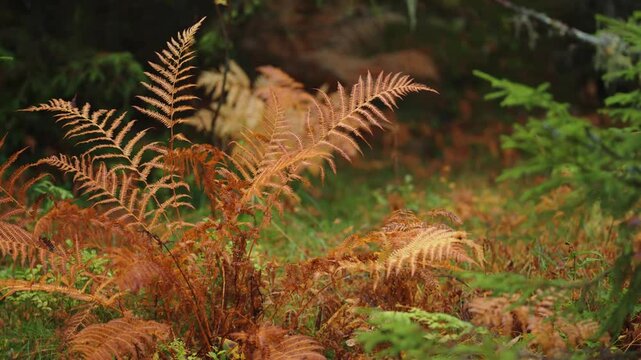 Withered fern leaves, green grass, weeds, and lush pine trees in a close-up shot. Parallax video, blurry background