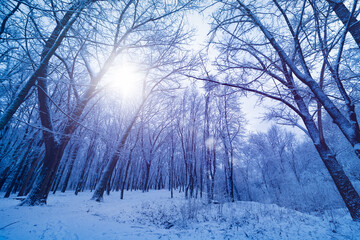 Beautiful winter forest with bare trees covered in snow and sun shining through branches. Peaceful landscape creates serene atmosphere in cold, crisp winter air