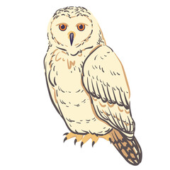 White owl sitting on the bench. Bird vector illustration.