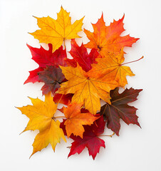 Colorful autumn leaves forming a only side area display a white background, including vibrant orange, red, and yellow maple leaves