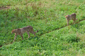 cheetah on green grass, predator in natural environment