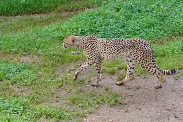 cheetah on green grass, predator in natural environment