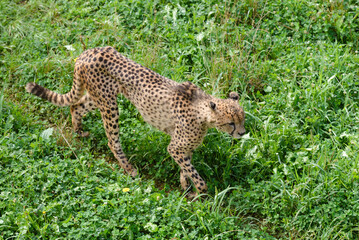 cheetah on green grass, predator in natural environment