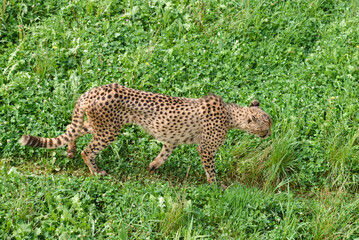 cheetah on green grass, predator in natural environment