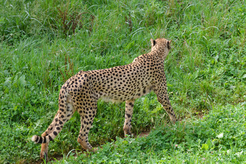 cheetah on green grass, predator in natural environment