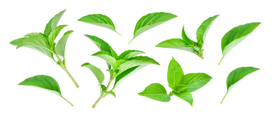 Flying basil plant with leaf isolated on white background , basil pattern concept , clipping path.