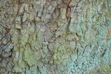 natural plant texture of gray bark and green moss on an oak tree