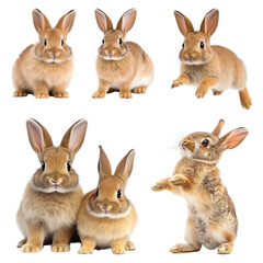 PNG brown rabbit design element set, transparent background
