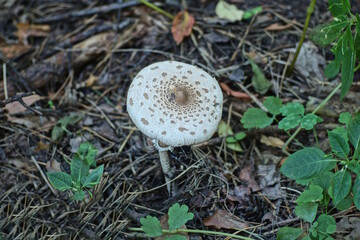 one big gray white umbrella mushroom grows in the ground among dry leaves in a summer forest