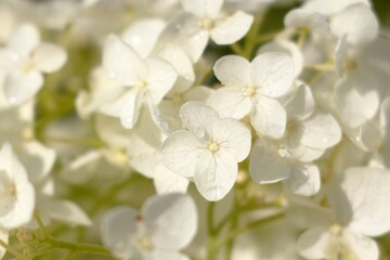 Beautiful close-up of white hydrangea flowers on a bush with water droplets sparkling after rain.