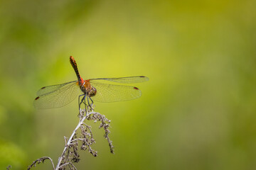 A male Ruddy darter sits on a dry plant on a sunny summer day with an olive-green background with copyspace.	