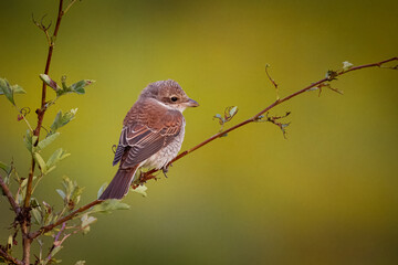 A young red-backed shrike sits on the thin branch with small bush leaves on a sunny summer evening.