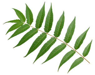 Leaf of the neem tree Azadirachta indica, with thin elongated leaflets connected on one branch
