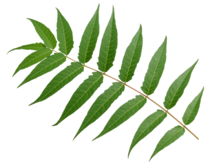 Leaf of the neem tree Azadirachta indica, with thin elongated leaflets connected on one branch