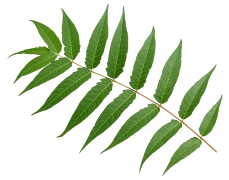 Leaf of the neem tree Azadirachta indica, with thin elongated leaflets connected on one branch