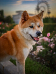 Akita Inu dog on a sunny day in the park at sunset, portrait