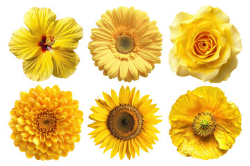 PNG yellow flower element set, transparent background