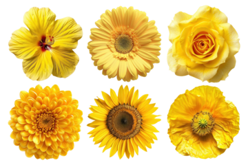 PNG yellow flower element set, transparent background